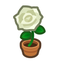 Tout savoir sur la reproduction des roses