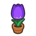 Tout savoir sur la reproduction des tulipes