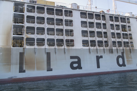 Une « macro-étable » flottante : voici le bateau géant qui transporte plus de 75 000 moutons à travers les océans