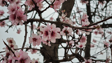 Test du Xiaomi 15 Ultra : est-ce le smartphone ultime pour la photo ?
