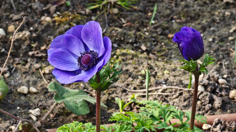 Test du Xiaomi 15 Ultra : est-ce le smartphone ultime pour la photo ?