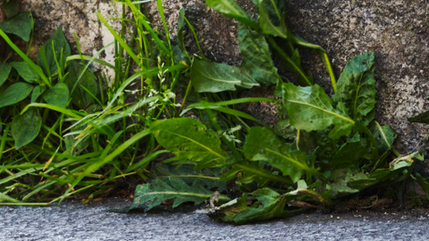 Test du Xiaomi 15 Ultra : est-ce le smartphone ultime pour la photo ?