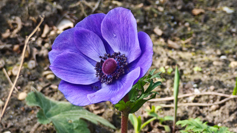 Test du Xiaomi 15 Ultra : est-ce le smartphone ultime pour la photo ?