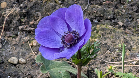 Test du Xiaomi 15 Ultra : est-ce le smartphone ultime pour la photo ?